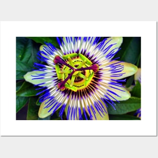 Passion Flower Summer Flowering Plant Posters and Art